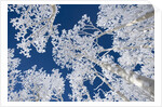Aspen Trees with Snow by Anonymous