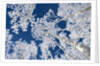 Aspen Trees with Snow by Anonymous