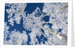 Aspen Trees with Snow by Anonymous