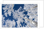 Aspen Trees with Snow by Anonymous