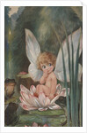 Illustration of Fairy on Water Lily by Fred Spurgin
