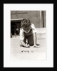 1950s Boy Ready To Shoot Kneeling On School Yard Ground Playing Game Of Marbles by Anonymous