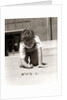 1950s Boy Ready To Shoot Kneeling On School Yard Ground Playing Game Of Marbles by Anonymous