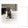 1950s Boy Ready To Shoot Kneeling On School Yard Ground Playing Game Of Marbles by Anonymous