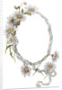 Illustration of Daisy Border with Ribbon by Anonymous