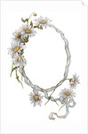 Illustration of Daisy Border with Ribbon by Anonymous