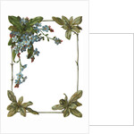 Illustration of Violet Border by Anonymous