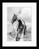 1930s Cowboy Sitting In Front Of Horse Holding Reins Spotted Paint Pinto by Anonymous