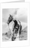 1930s Cowboy Sitting In Front Of Horse Holding Reins Spotted Paint Pinto by Anonymous
