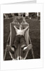 1950s Relaxed Boy Lying In Suburban Backyard Hammock by Anonymous