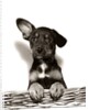 1950s Mutt Crossbreed Mongrel Puppy In Basket One Ear Up Other Down by Anonymous