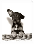1950s Mutt Crossbreed Mongrel Puppy In Basket One Ear Up Other Down by Anonymous