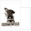 1950s Mutt Crossbreed Mongrel Puppy In Basket One Ear Up Other Down by Anonymous