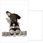 1950s Mutt Crossbreed Mongrel Puppy In Basket One Ear Up Other Down by Anonymous