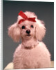 1960s White Poodle Wearing Gold Necklace Red Ribbon by Anonymous