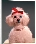 1960s White Poodle Wearing Gold Necklace Red Ribbon by Anonymous