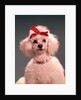 1960s White Poodle Wearing Gold Necklace Red Ribbon by Anonymous