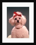 1960s White Poodle Wearing Gold Necklace Red Ribbon by Anonymous