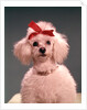 1960s White Poodle Wearing Gold Necklace Red Ribbon by Anonymous