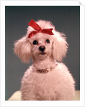 1960s White Poodle Wearing Gold Necklace Red Ribbon by Anonymous