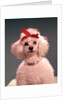 1960s White Poodle Wearing Gold Necklace Red Ribbon by Anonymous