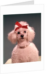 1960s White Poodle Wearing Gold Necklace Red Ribbon by Anonymous