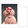 1960s White Poodle Wearing Gold Necklace Red Ribbon by Anonymous