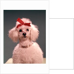 1960s White Poodle Wearing Gold Necklace Red Ribbon by Anonymous