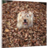 Dog Covered In Leaves Up To His Head by Anonymous