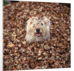 Dog Covered In Leaves Up To His Head by Anonymous
