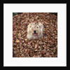 Dog Covered In Leaves Up To His Head by Anonymous
