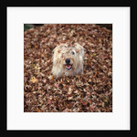 Dog Covered In Leaves Up To His Head by Anonymous