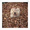 Dog Covered In Leaves Up To His Head by Anonymous