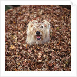 Dog Covered In Leaves Up To His Head by Anonymous