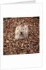 Dog Covered In Leaves Up To His Head by Anonymous