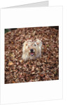 Dog Covered In Leaves Up To His Head by Anonymous