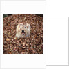 Dog Covered In Leaves Up To His Head by Anonymous