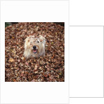 Dog Covered In Leaves Up To His Head by Anonymous