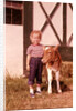 1950s 1960s Girl Rolled Up Denim Jeans With Guernsey Calf Outside Barn by Anonymous