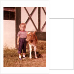 1950s 1960s Girl Rolled Up Denim Jeans With Guernsey Calf Outside Barn by Anonymous