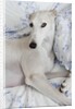 Greyhound Lying on Bed by Anonymous