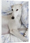 Greyhound Lying on Bed by Anonymous