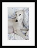 Greyhound Lying on Bed by Anonymous