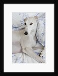 Greyhound Lying on Bed by Anonymous