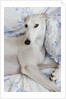 Greyhound Lying on Bed by Anonymous