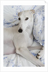 Greyhound Lying on Bed by Anonymous
