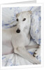 Greyhound Lying on Bed by Anonymous