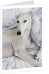 Greyhound Lying on Bed by Anonymous
