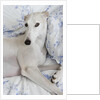 Greyhound Lying on Bed by Anonymous