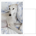 Greyhound Lying on Bed by Anonymous